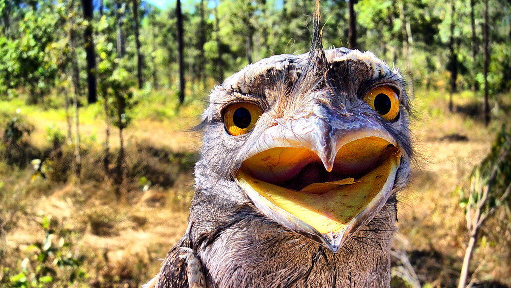 Frogmouth bird with beak open, appearing to smile in a woodland setting