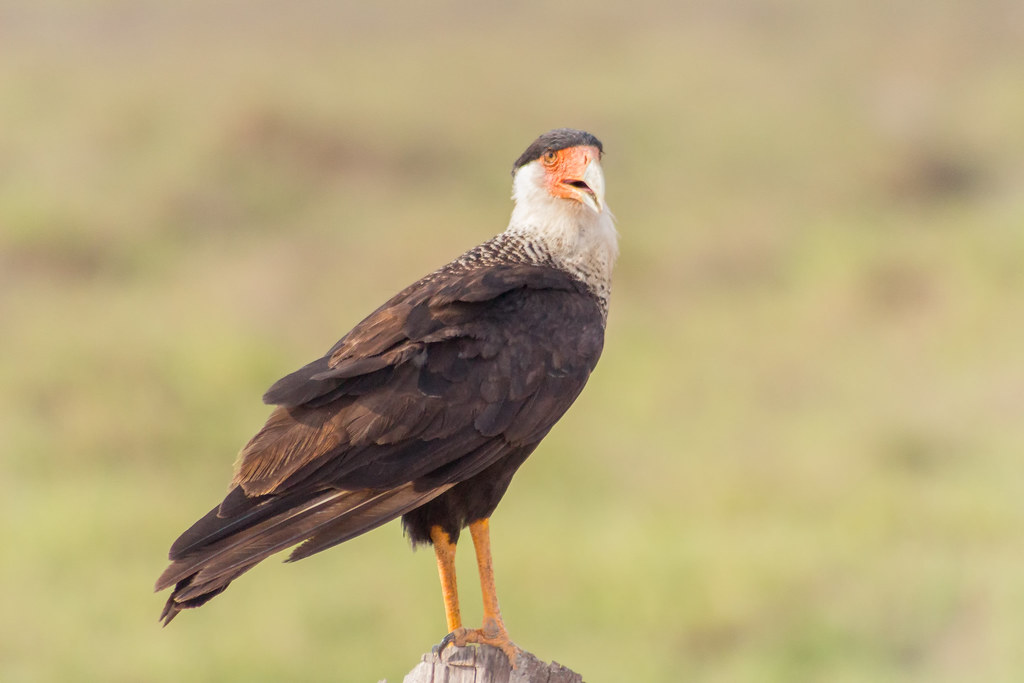 A Crested Caracara stands alert with its beak open.