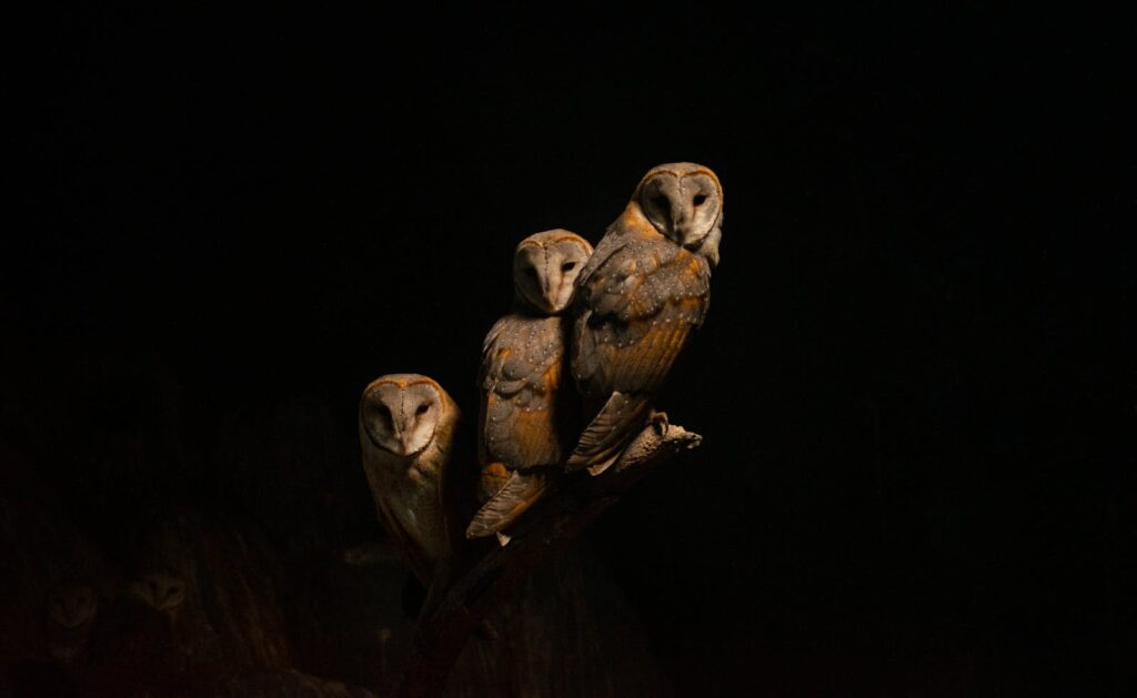 A trio of barn owls perched in darkness, showcasing nocturnal wildlife.