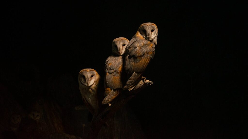 A trio of barn owls perched in darkness, showcasing nocturnal wildlife.