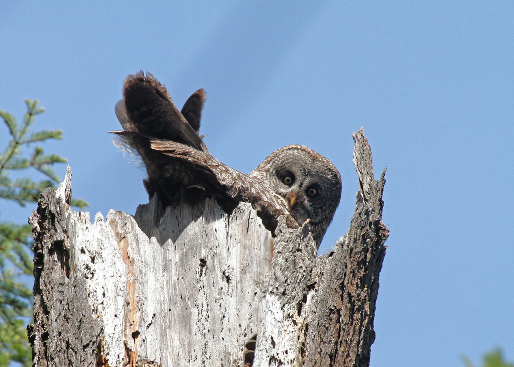 A Great Grey Owl looks out from a tree hollow.