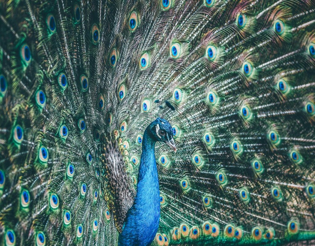 A peacock shows its impressive and colorful plumage.