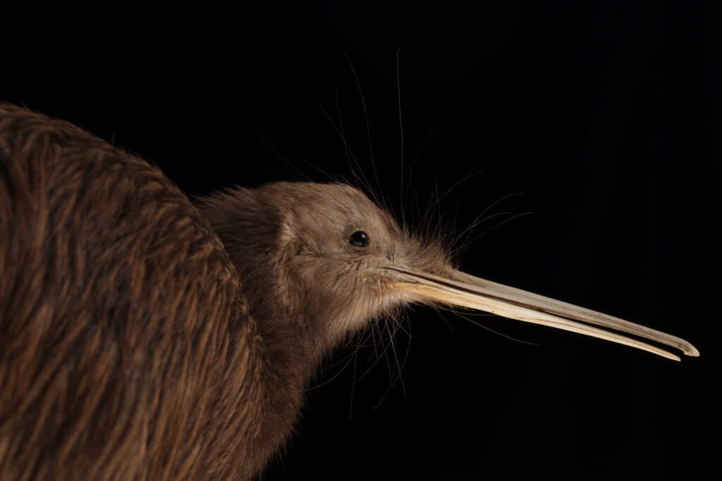 A close-up of a kiwi's head, highlighting its long beak and facial feathers.