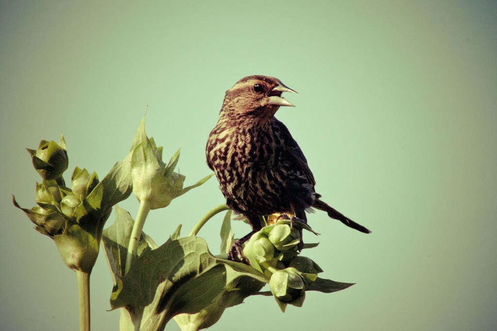 A Red-winged Blackbird perches on a plant, with its beak open.