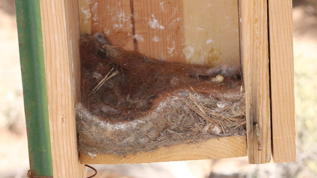 Open nesting box used by a wren, showing natural nesting materials inside
