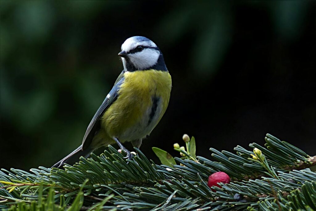 Close-up of a vibrant blue tit bird sitting on an evergreen branch with a bright berry.
