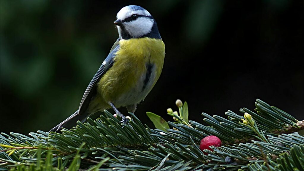 Close-up of a vibrant blue tit bird sitting on an evergreen branch with a red berry.