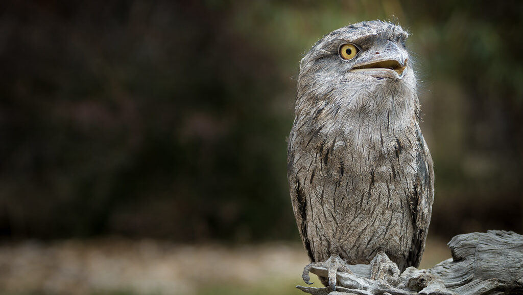 Excited Tawny Frogmouth perched on a wood