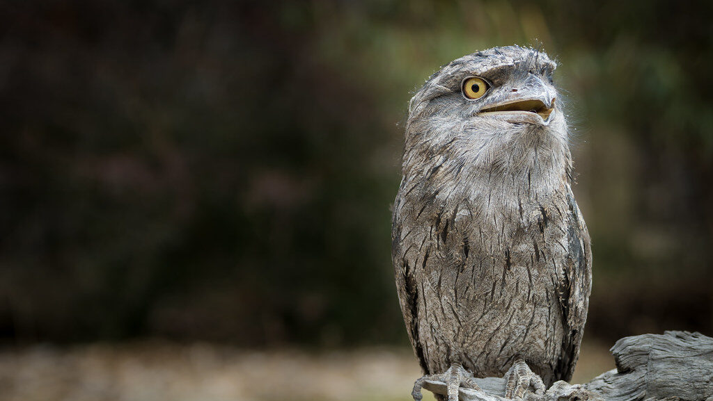 A tawny frogmouth with patterned feathers rests on a tree branch, blending in.
