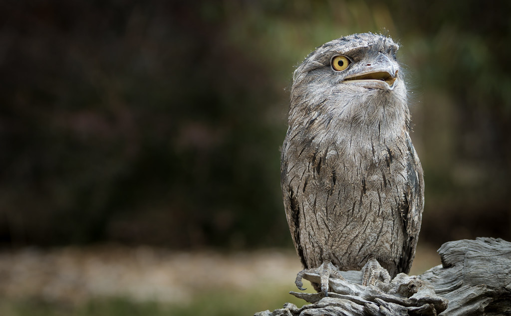 A tawny frogmouth with patterned feathers rests on a tree branch, blending in.
