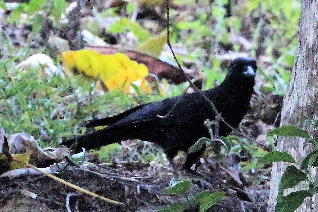 A New Caledonian crow with black plumage and a pale eye stands amongst foliage.