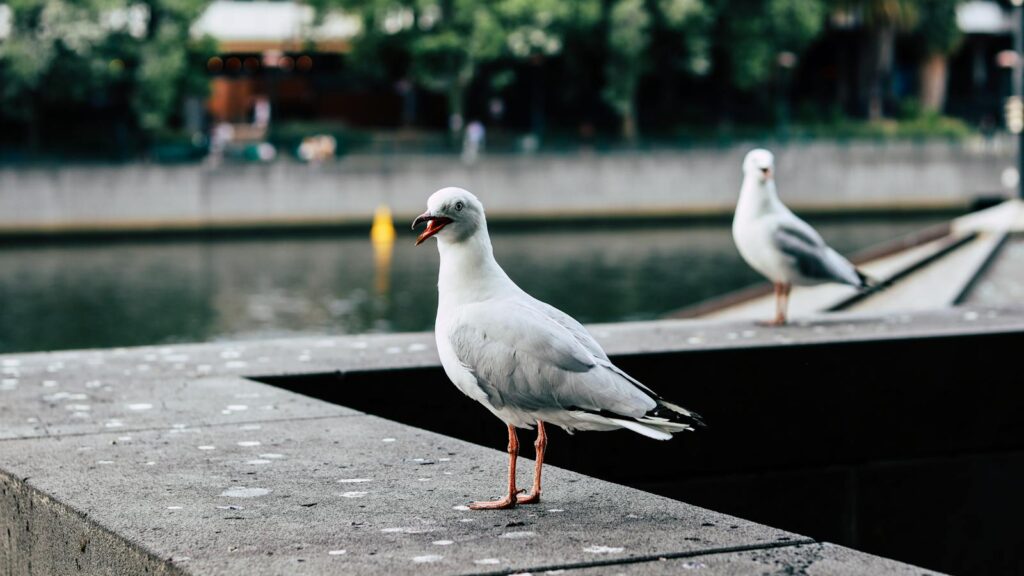 Seagulls perched on a concrete ledge by the river, capturing urban wildlife in the cityscape.