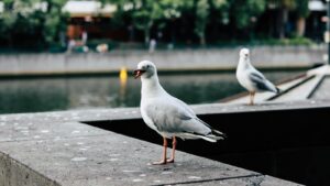 Seagulls perched on a concrete ledge by the river, capturing urban wildlife in the cityscape.