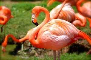 Close-up of a vivid flamingo standing gracefully among grass and water.