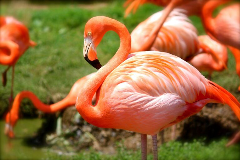 Close-up of a vivid flamingo standing gracefully among grass and water.