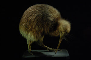 A kiwi bird with its long beak.