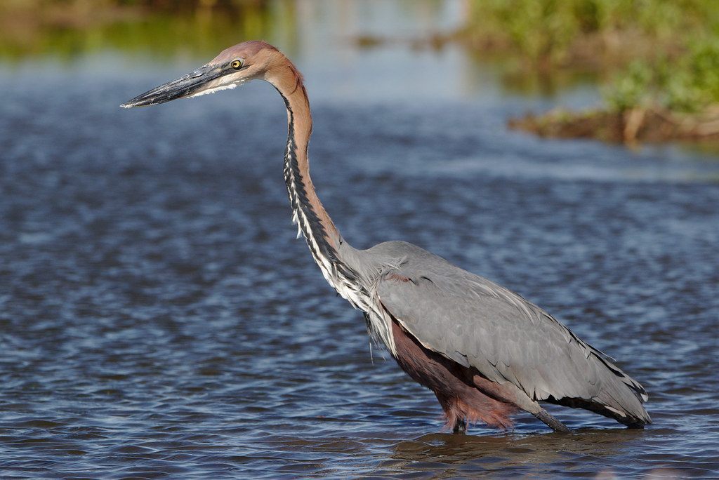 A Goliath Heron stands in the water, its long neck extended.
