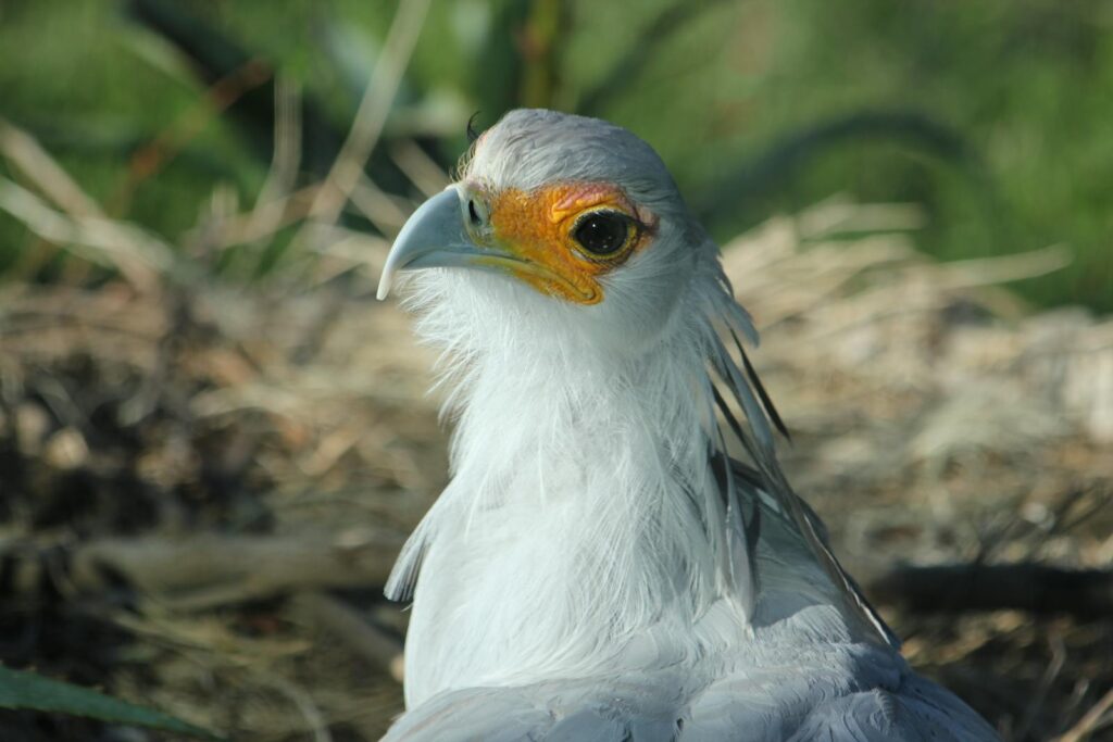 Detailed portrait of a Secretary Bird in its natural environment with vivid colors.