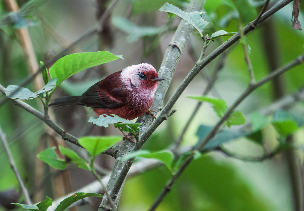 A Pink-headed Warbler perches on a branch, its vibrant plumage displayed.