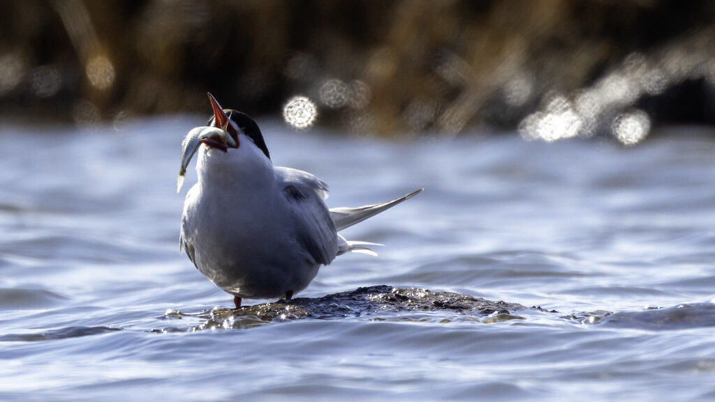 Arctic tern eating a stickleback fish on water surface