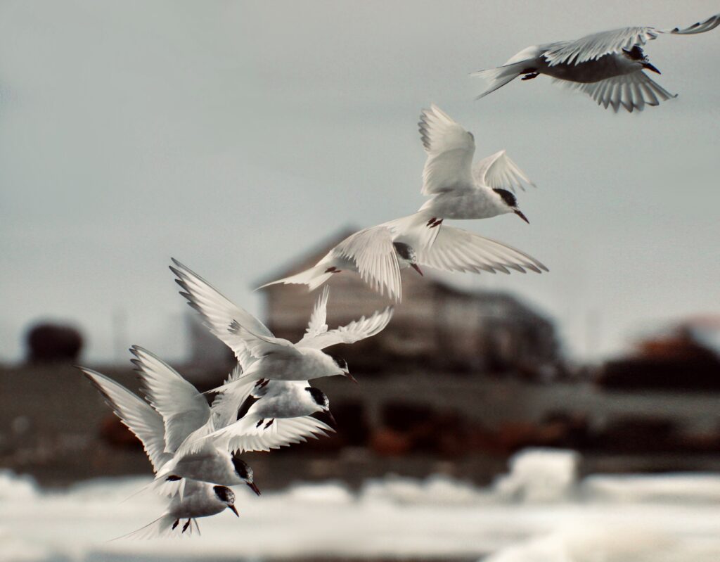 A flock of terns flies against a blurred background.