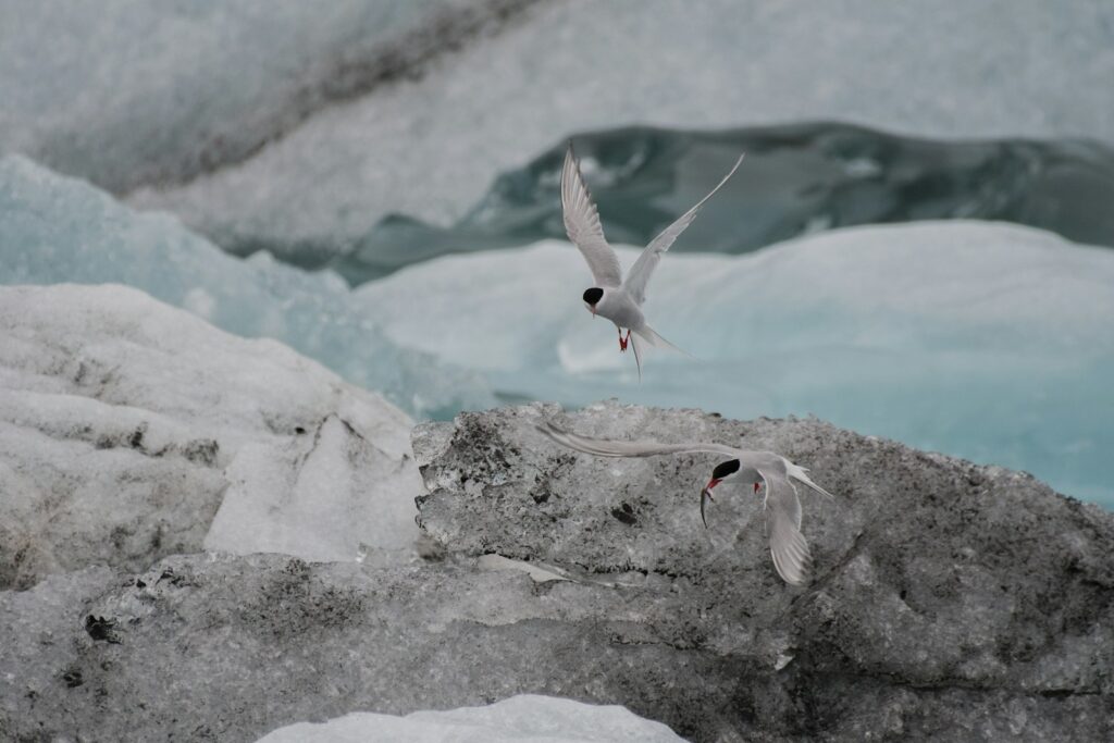 An Arctic Tern and an Antarctic Tern soaring over icy waters.