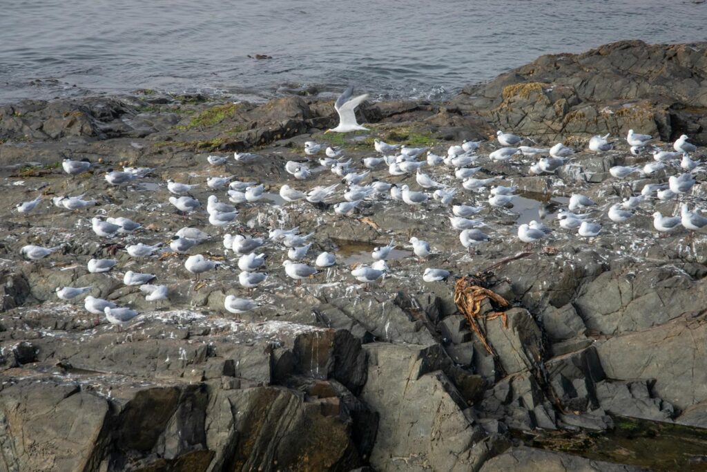 A flock of gulls perched on rocky terrain near the water.