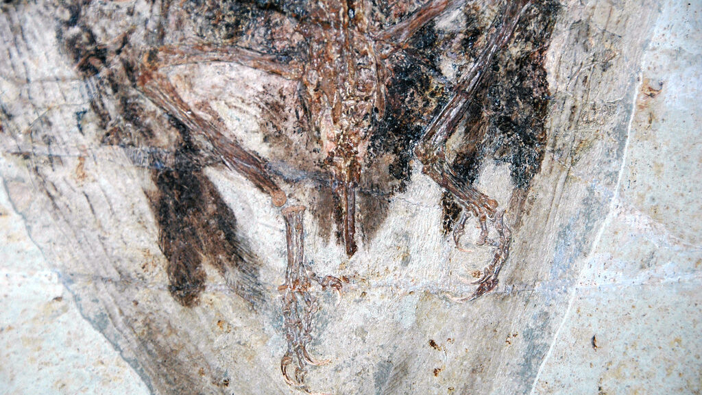 Confuciusornis sanctus fossil