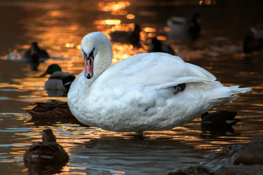 A graceful swan floats on a golden-hued lake at sunset surrounded by other waterfowl.