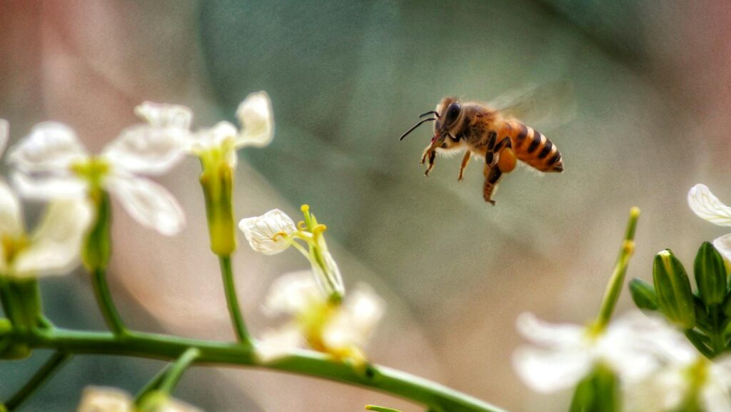 Bee hovering above a flower stem