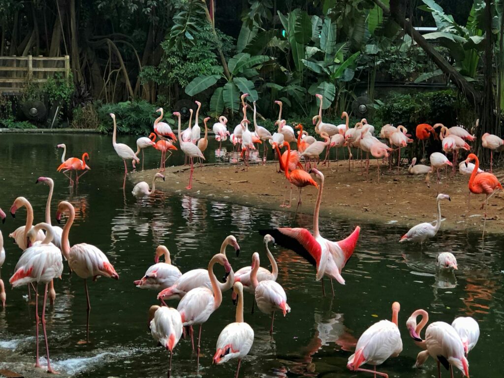 A beautiful group of flamingos by a serene lake.