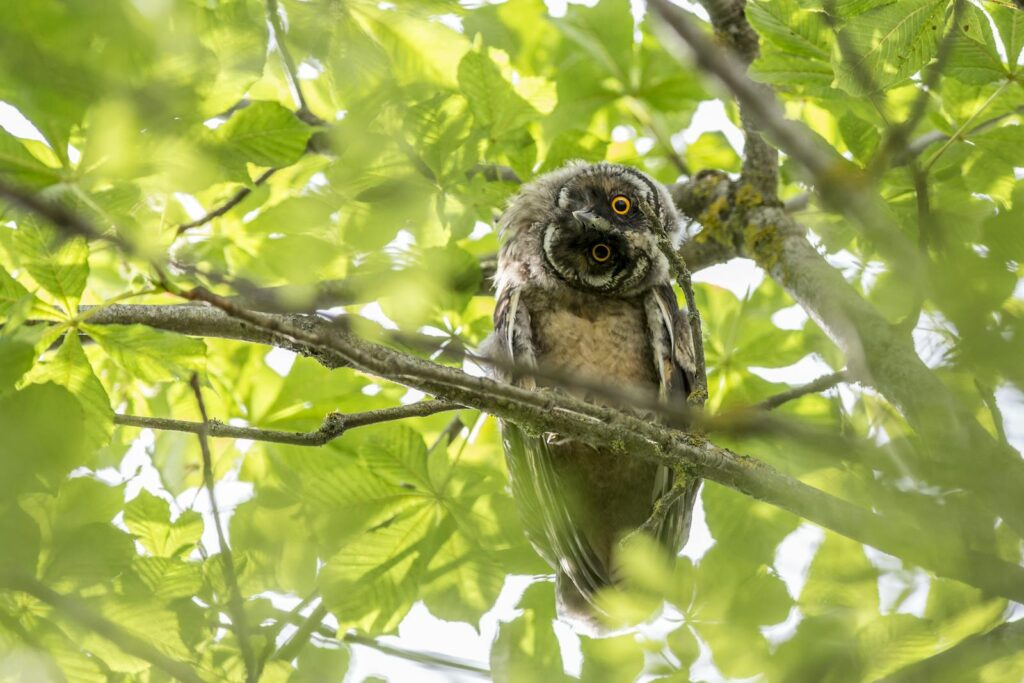 A long-eared owl perched in a tree, camouflaged among green leaves in a forest setting.