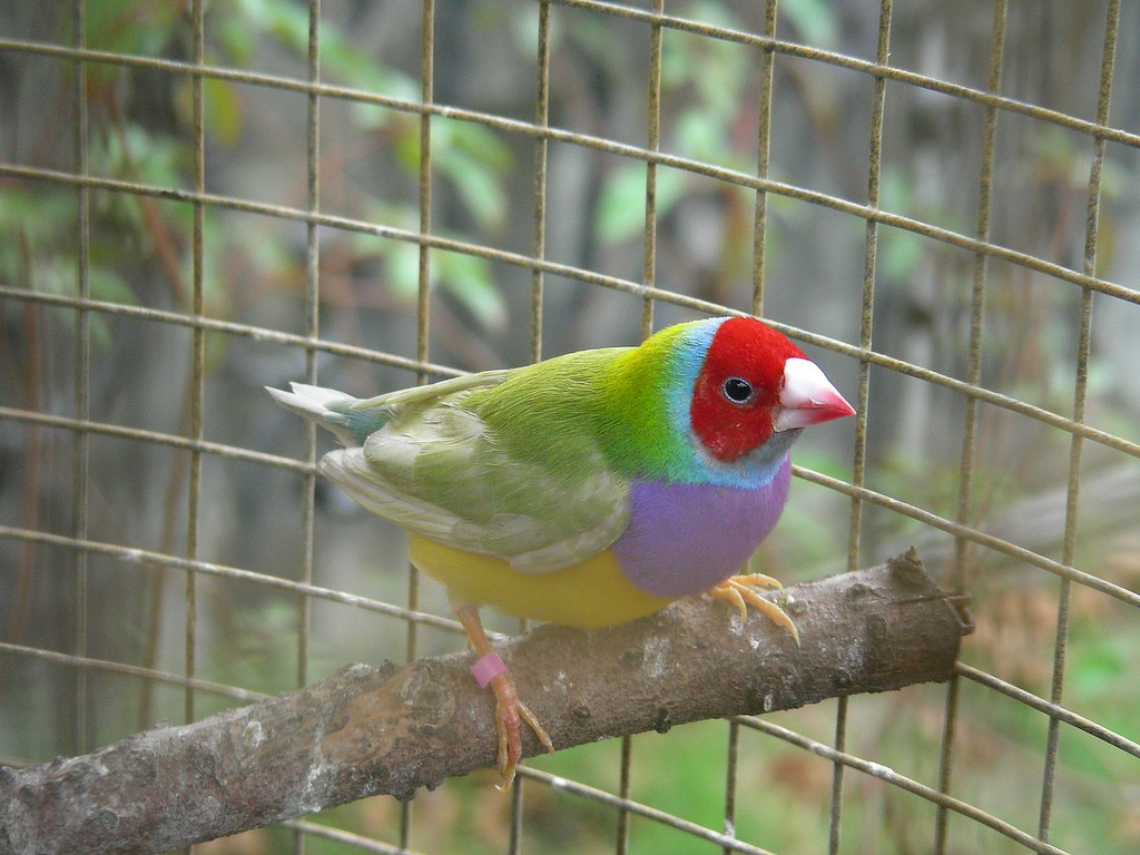 A colorful Gouldian finch with a red head perches on a branch inside a cage.