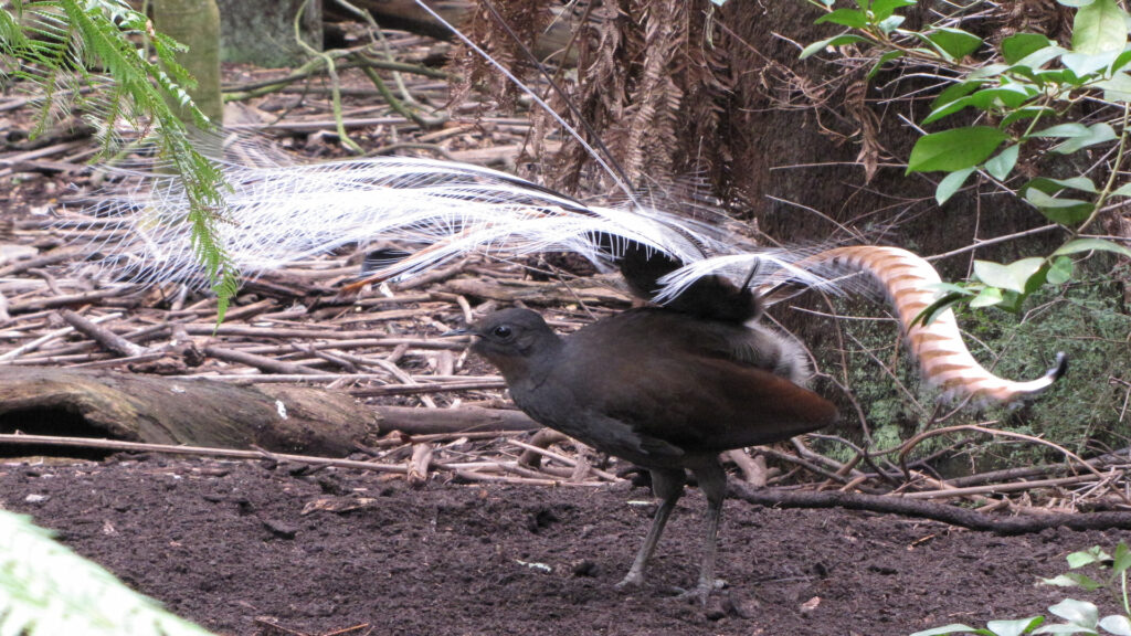 A Male Lyrebird