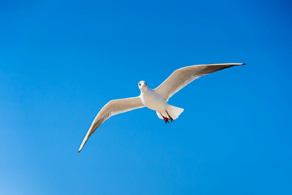A lone seagull with outstretched wings gracefully soars against a bright blue sky.