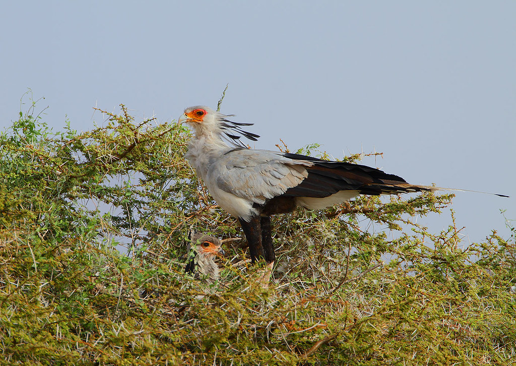 A secretary bird with a chick perched in a thorny tree.