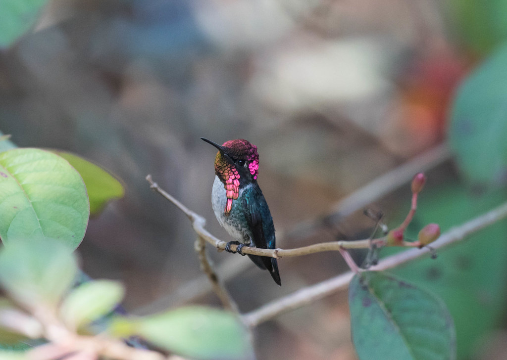 Bee Hummingbird perches on a branch, displaying iridescent pink feathers.