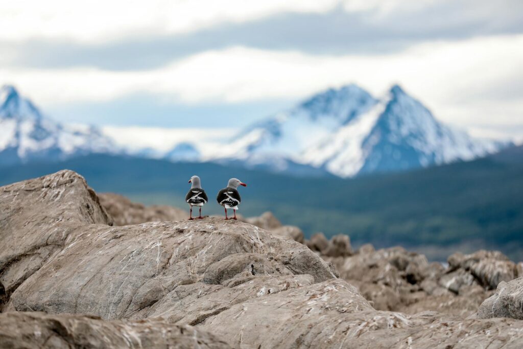 Two seabirds perched on rocky terrain with snowy mountains in the background, Ushuaia, Argentina.
