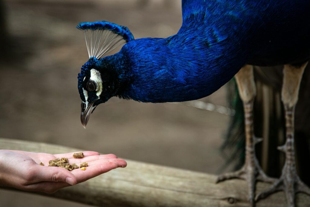 A vibrant peacock feeding from a hand in a natural outdoor setting.