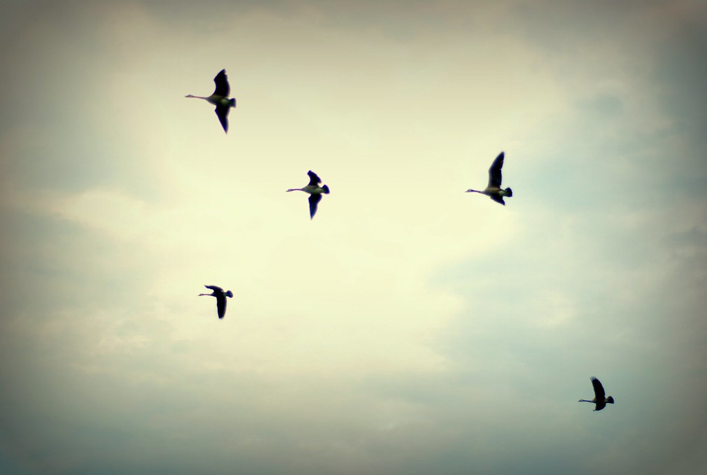 Several Canada Geese fly high in a muted cloudy sky.