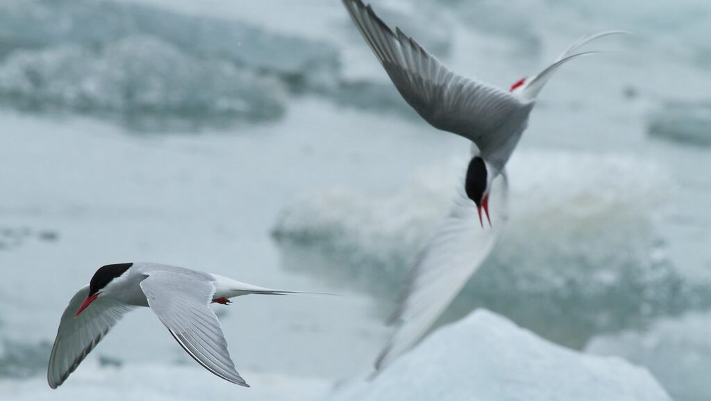 Two Arctic Terns flying together in the arctic