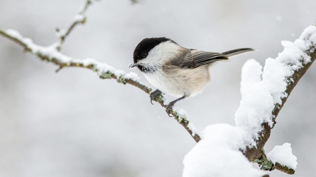 A willow tit perched on a snow-covered branch during winter.