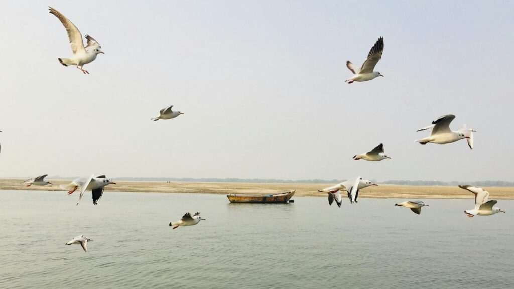 Flock of gulls flying over open water