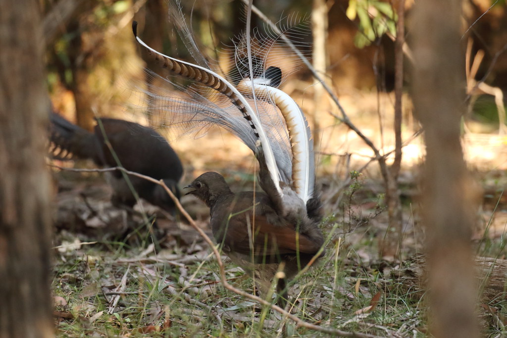 Two Lyrebird displays its extravagant tail feathers while foraging in a wooded area.