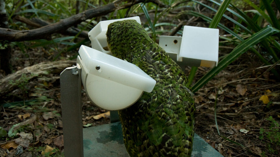 kakapo eating at a feeding station