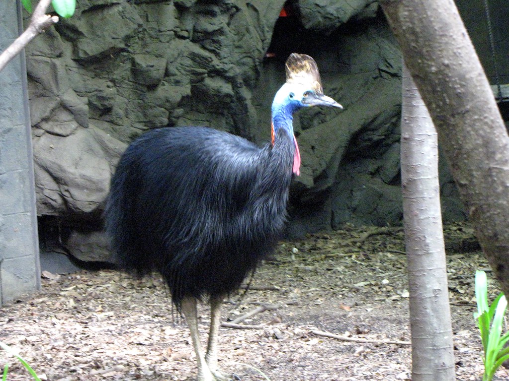 A vibrant Cassowary with a colorful head stands among green foliage.
