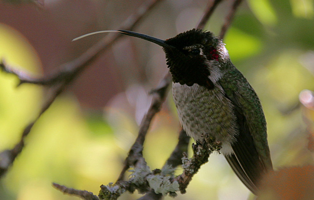 A male Anna's hummingbird perches on a lichen-covered branch, its long bill slightly open.