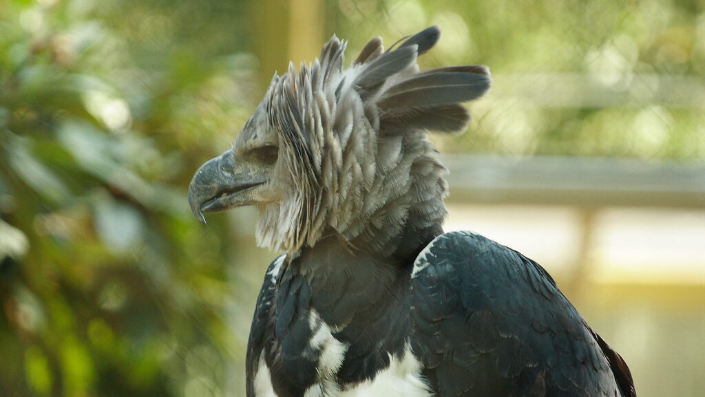 A majestic Harpy Eagle looks directly forward in a close-up shot.