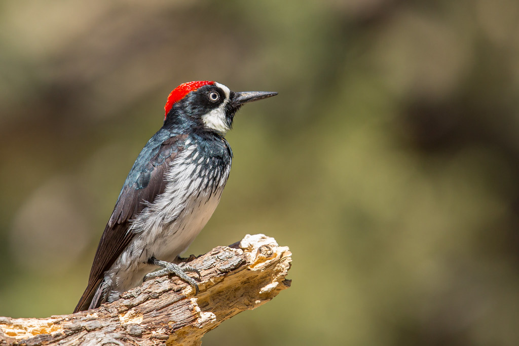 An Acorn Woodpecker with a red cap perches on a light-colored branch.