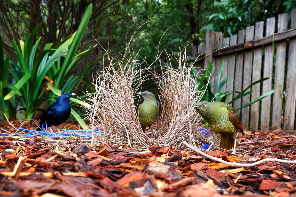 A glossy blue bowerbird displays blue objects at its twig bower to two greenish-brown female bowerbirds.